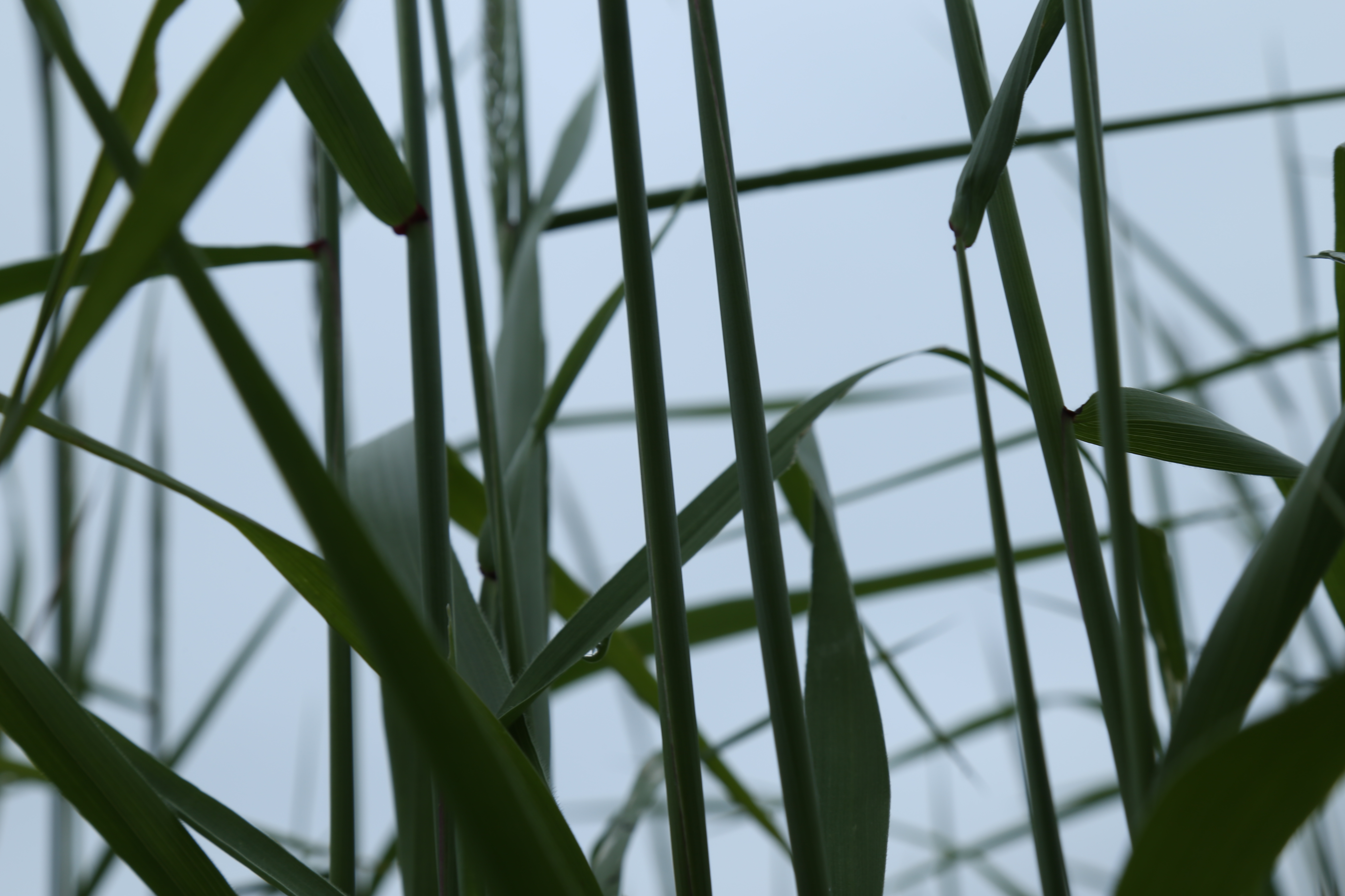 三 影视 杨光辉竹穹.jpg